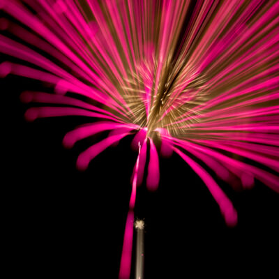 Cluster amaryllis