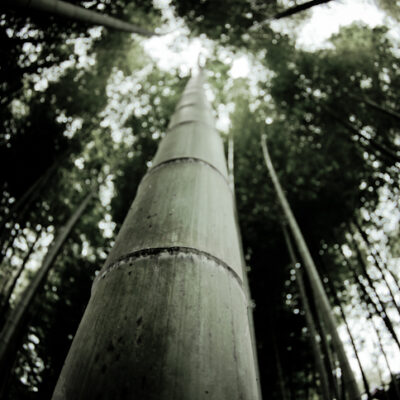 Bamboo grove