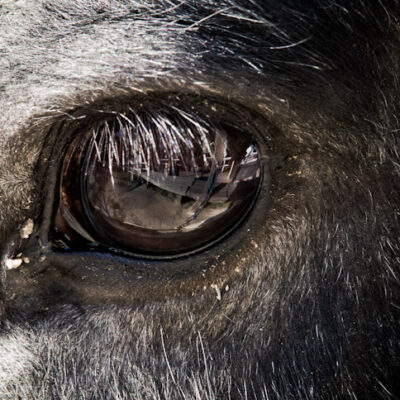 In the horse's eyes