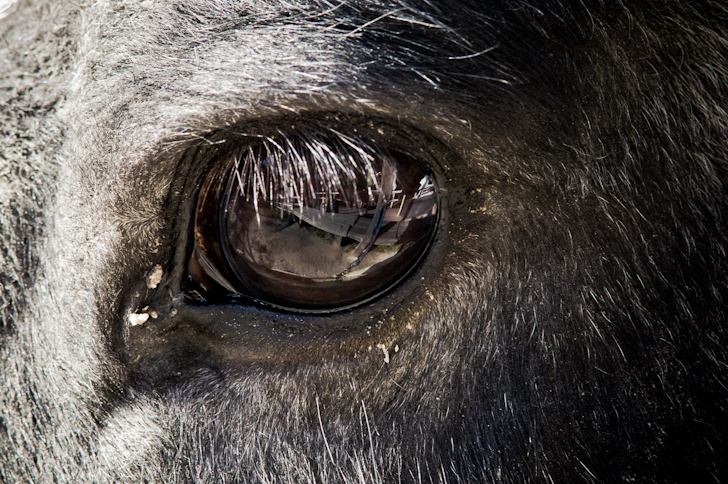 In the horse's eyes